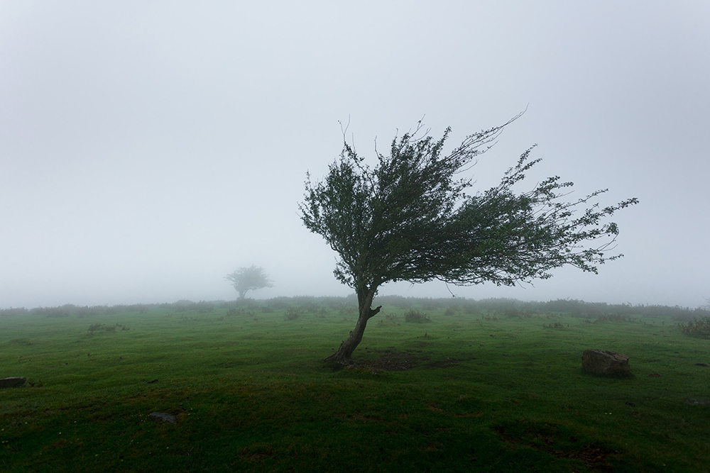 A tree being blown in very strong wind